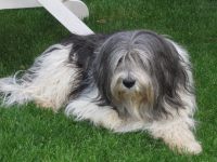 Gismo der Vater