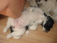 Lucy (Aime&eacute;) - schl&auml;ft wie Papa