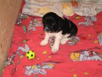 Lucy (Aime&eacute;) - und der Ball