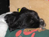 Lucy (Aime&eacute;) - schl&auml;ft am Hundekissen