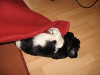 Lucy (Aime&eacute;) - schl&auml;ft an der Couch